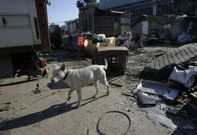 Un perro pasea por el poblado chabolista de la conservera Celta. 