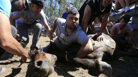 La  rapa  consiste en sanear y cortar las crines de los animales