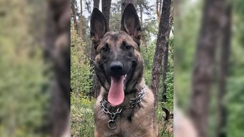 Yosy, el perro de Eva lvarez