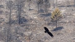 El Parque Natural del Valle de Iruelas, arrasado por los incendios en �vila
