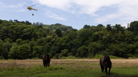 Un helic�ptero durante las labores de extinci�n del incendio forestal de Grado, Asturias