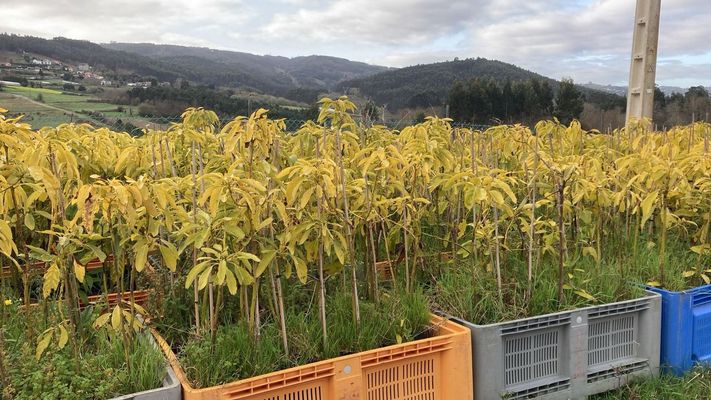 Plantas de aguacate paralizadas por un retraso burocr�tico en Abegondo