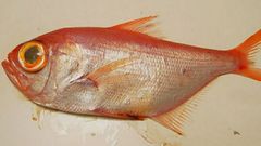Alfonsino, Beryx splendens, castaeta macho en gallego