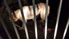 Cintur�n con el que apareci� el animal 