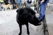 El can de palleiro ser� protagonista de distintas actividades en la feria.