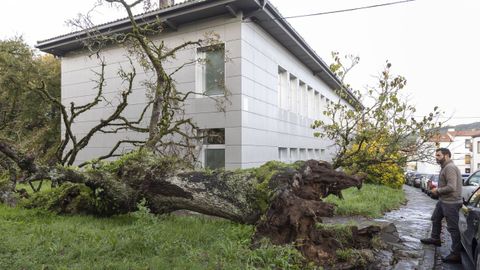 �rbol ca�do el 16 de noviembre del 2022 en la carbelleira de San Lourenzo a partir del cual inici� la actuaci�n la Valedora do Pobo