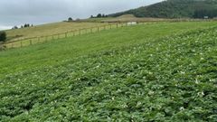 Plantaci�n de patatas.