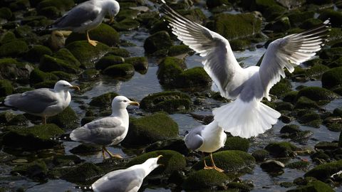Varias gaviotas en el puerto pesquero de Cudillero
