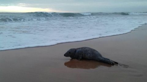 Aparece una foca en una playa del oriente