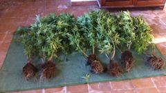 Plantas de marihuana incautadas por la Guardia Civil en el municipio de Carballedo, en una foto de archivo