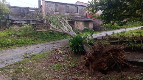 El temporal arranc de cuajo un rbol en el barrio de A Foz de Ribadavia