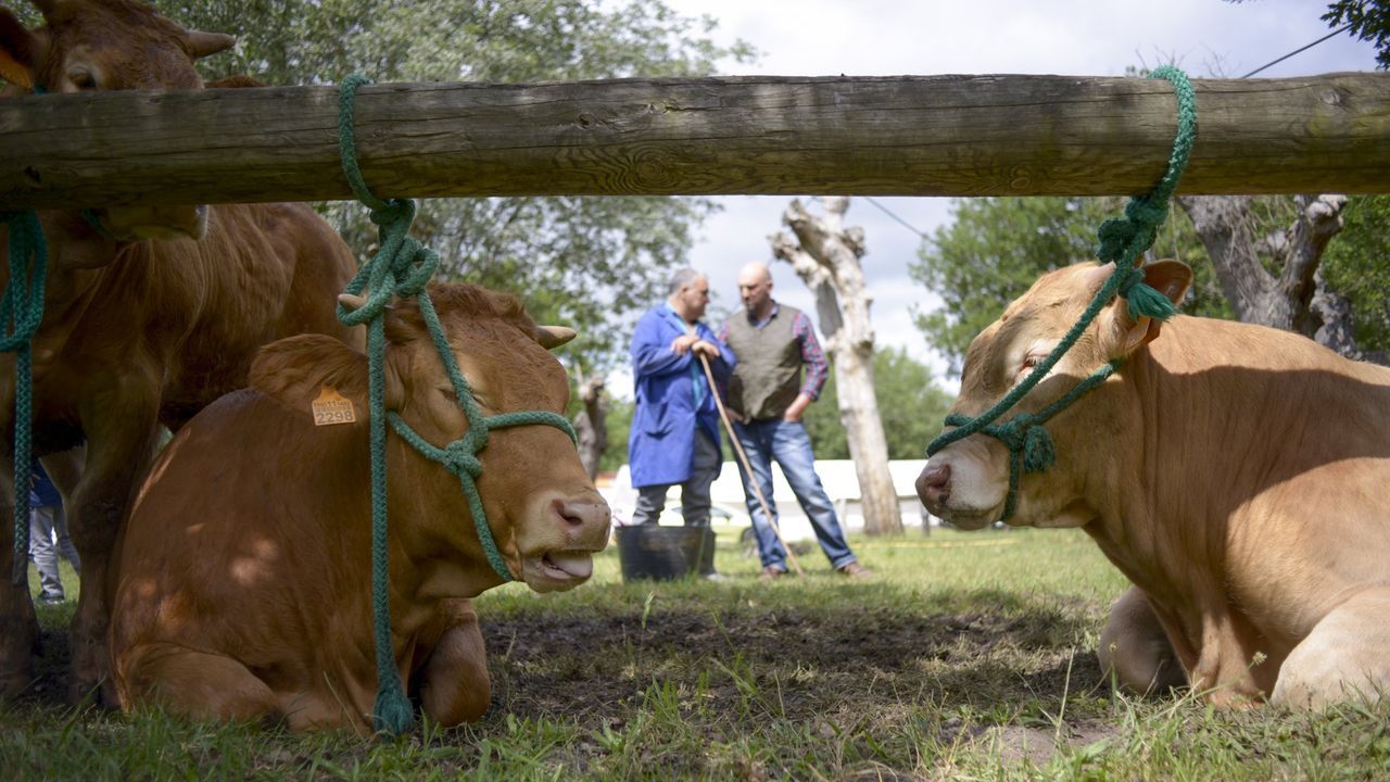 Vuelven las Feiras de Primavera a O Páramo: tres días de ganadería, maquinaria agrícola, artesanía y música