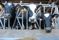 M�s de un centenar de explotaciones de la comarca est�n a la espera de los fondos europeos. 