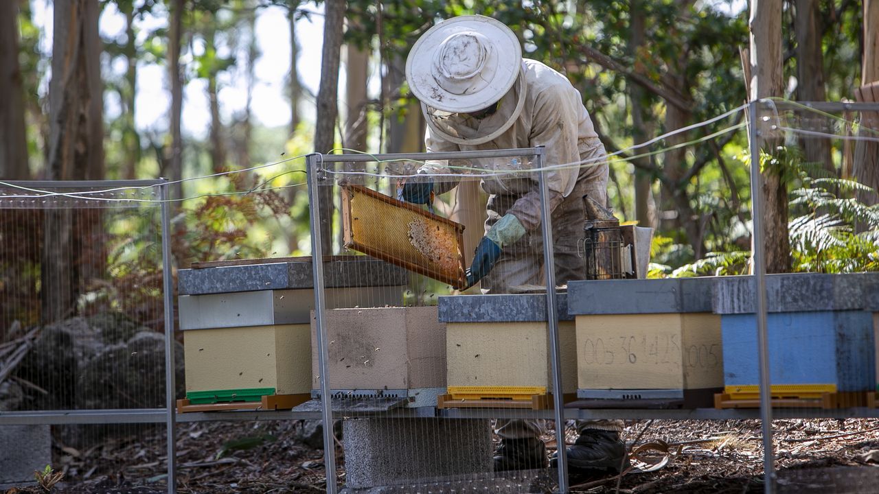 Galicia recoge una cosecha de miel «desastrosa» por culpa de la sequía y de la velutina