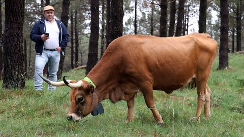 Vallado virtual para las vacas en la comunidad de montes de Baroa