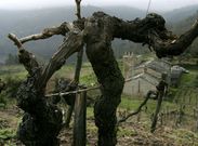 Vi�as viejas en el entorno de la iglesia rom�nica de At�n, en la ribera del Mi�o en Pant�n. 