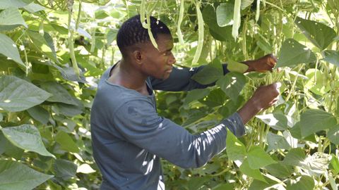 Keita, refugiado de Mali que trabaja en una plantacin de judas en Berres.