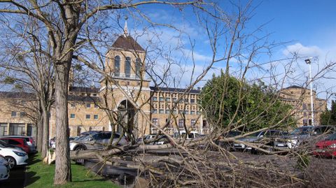 �rboles derribados por el viento junto a la Laboral, en Gij�n.�rboles derribados por el viento junto a la Laboral, en Gij�n 