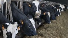 Vacas frisonas para producci�n l�ctea en una imagen de archivo