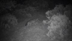 Seguimiento nocturno a un lobo