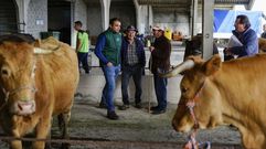 Ourense vuelve a tener feria de ganado