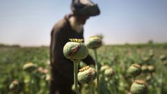 Plantacin de opio en Afganistn, en una imagen de archivo