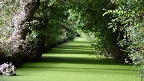 La marismas del Poitou, con los canales en la Venecia Verde