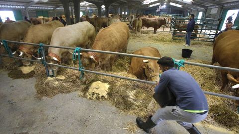 En las ferias, cert�menes y pujas solo puede participar el ganado gallego