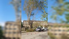 Operarios talando uno de los chopos afectados de Ciudad Escolar, en A Coru�a