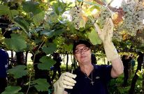 R�as Baixas vendimi� el grueso de su cosecha en apenas una semana por culpa de la lluvia.