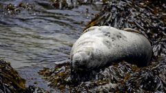 La foca Doqui entre algas en su estancia reciente en Laxe
