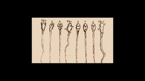 Hace casi tres siglos y medio, Antonie van Leeuwenhoek observ� por vez primera, con lupas fabricadas por �l mismo, el semen humano. As� observ� una multitud de peque�os renacuajos, dotados de una cola �cinco o seis veces m�s larga que el cuerpo�, que se mov�an accion�ndola como un l�tigo. Dibujo de Leeuwenhoek (1679)