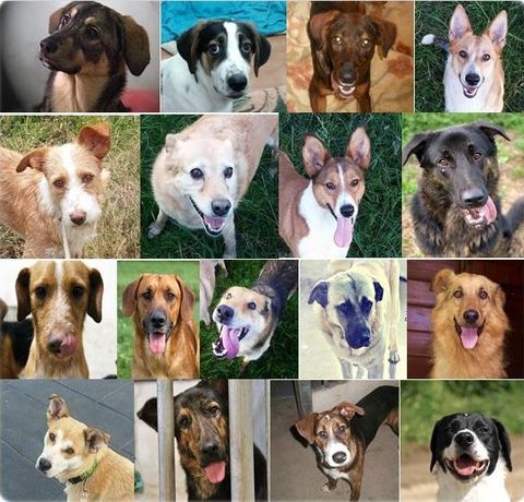 Peludos sen Fogar difundi� ayer las im�genes de sus diecisiete canes.