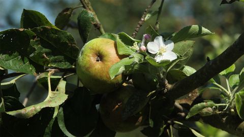 El segundo rebrote de los manzanales