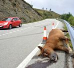 Un caballo muerto en el arc�n, despu�s de un atropello. 