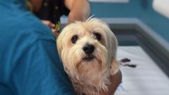 Veterinarios atienden a un perro