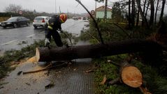 Retirada del �rbol en la N-550