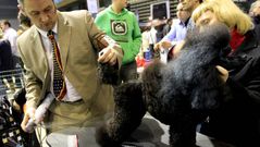 Exposici�n canina en el Ifevi