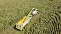 Inicio de la campa�a maicera en Mazaricos