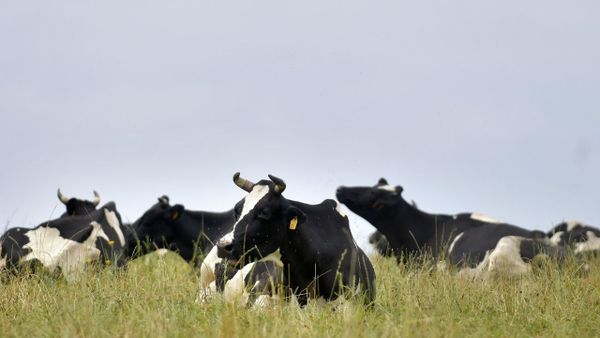 Vacas frisonas de leche descansan en un prado de la provincia de A Coru�a en foto de archivo