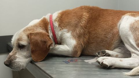 El perro ya se encuentra en el veterinario mejor�ndose 