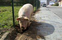 El gorrino se mueve por las calles del pueblo ortegano. 