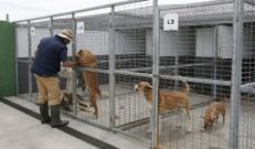 La Diputaci�n tiene tres perreras (en la foto, la de Xinzo). 