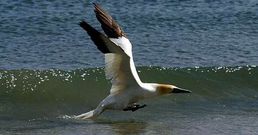 O mascato p�dese ver desde a costa galega