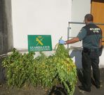 Un agente, en el cuartel noi�s, junto a las plantas incautadas. 