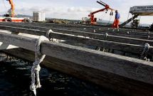 Los cortes de cuerdas de bateas se repiten peri�dicamente en la r�a de Arousa. 