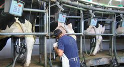 Las explotaciones en control lechero de Africor Pontevedra bajaron el pasado a�o en veinte. 