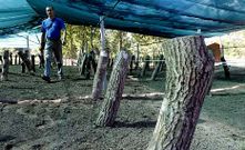 El hongo ha sido inoculado en 300 troncos procedentes de una poda de limpieza del mismo monte comunal. 