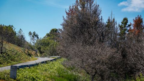 As est el monte de Barbanza un ao despus del gran incendio