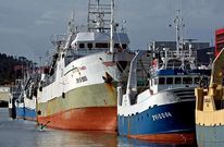 Arrastreros cefalopoderos, abarloados al muelle del puerto de Mar�n. 